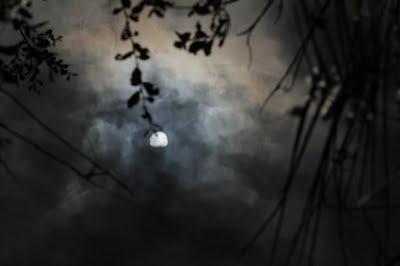 Les grenouilles et les lézards de la comtesse