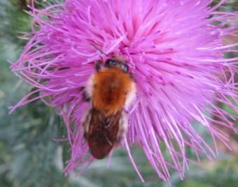 Andrène rousse, insectes, 