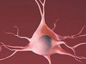 NEURONES partir peau humaine Cell
