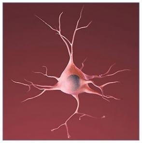 Des NEURONES à partir de peau humaine (2) – Cell