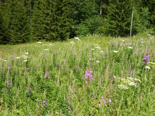 l'alerte joyeuse,poésie,éditions orage-lagune-express,droits réservés,1997,recueil,christian cottet-emard,jardin,solitude,dieux lares,bourdon,lare