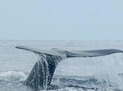 Photographier rorquals large Port Vendres