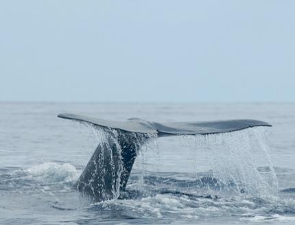 mer, méditerranée, pyrénées orientales, expédition, photographie