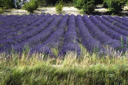 Journée bicolore.

Le bleu. Celui du ciel au Mont Ventoux,...