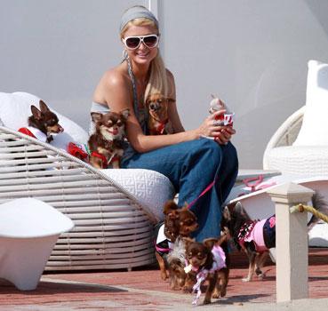 Paris Hilton et ses 17 mini chiens