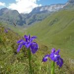 iris des Pyrénées