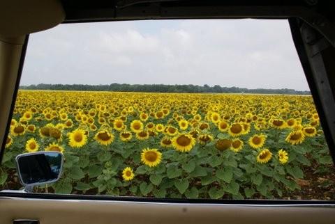 Ré et Touraine 2011 005.jpg