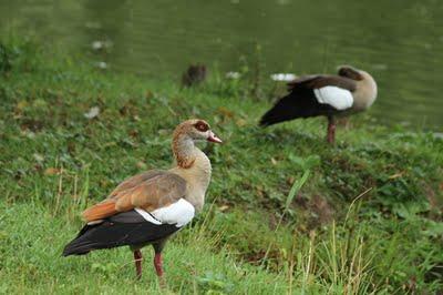 Interview au bord de l'étang