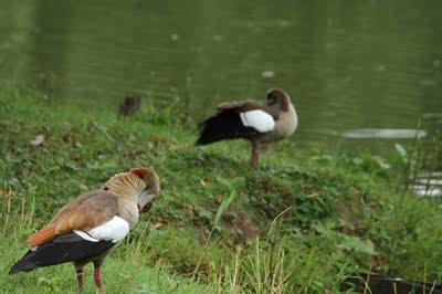 Interview au bord de l'étang