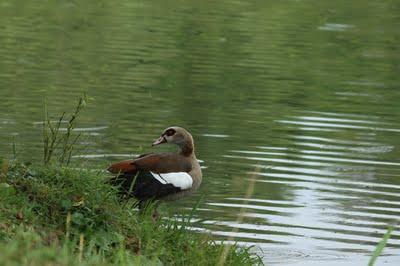 Interview au bord de l'étang