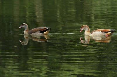 Interview au bord de l'étang