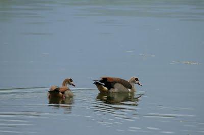 Interview au bord de l'étang