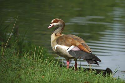 Interview au bord de l'étang