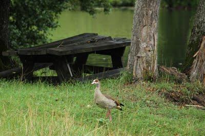 Interview au bord de l'étang