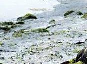 Sangliers morts piste algues vertes confirme LEMONDE.FR avec 06.08.11 09h14