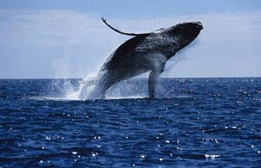 baleines,mer,océan,pêche,environnement