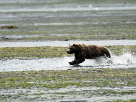 Ours de l'île Kodiak, Alaska, Etats-Unis
