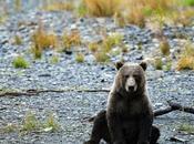 quotidien Alaska, "zours" suivent....