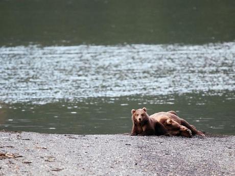 Ours de l'île Kodiak, Alaska, Etats Unis