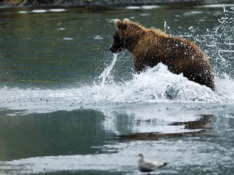 Ours de l'île Kodiak, Alaska, Etats-Unis