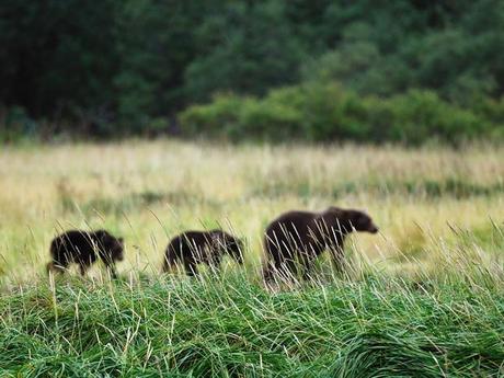 Ours de l'île Kodiak, Alaska, Etats Unis