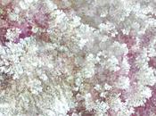 Blackbird Blackbird: Passions avait quelque disparu...