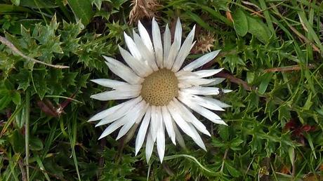 Carlina acaulis: le chardon argenté, une plante alpine (silver thistle, Silberdistel)