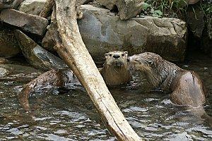 loutre-riviere-01.jpg