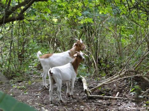 Un dimanche au triangle des Rouges-Barres, 12,5  ha de nature sauvage.