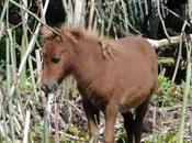 dimanche triangle Rouges-Barres, 12,5 nature sauvage.
