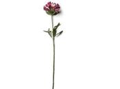 L'Alstroméria, cinquième vente fleurs