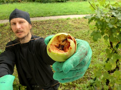 abeilles alcooliques