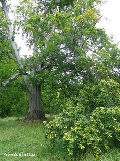 Promenade dans l'arboretum de la Vallée-aux-Loups (92)