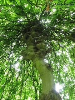 Promenade dans l'arboretum de la Vallée-aux-Loups (92)