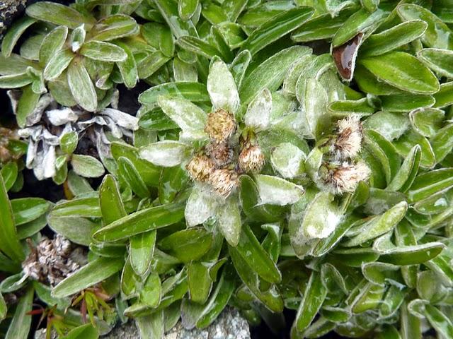 Edelweiss Etoile des neiges