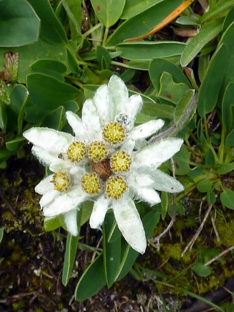 Edelweiss Etoile des neiges