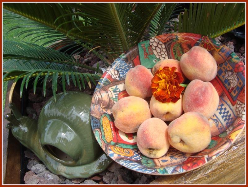 Pêches au vin de pêches