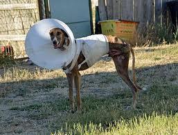 Sauvez le refuge pour chiens martyrs de Scooby en Espagne