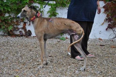 Sauvez le refuge pour chiens martyrs de Scooby en Espagne