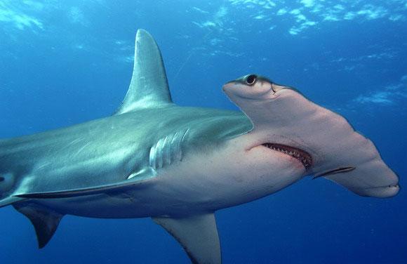 Top 10 des espèces d’animales les plus insolites