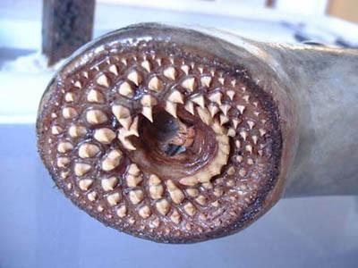 Top 10 des espèces d’animales les plus insolites