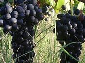 Photo Dimanche Bientôt Vendanges