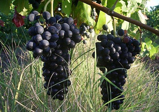 VIGNE ET RAISIN