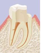 Endodontiste