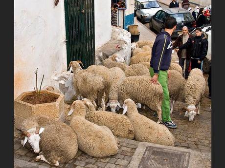 Moutons dans la casbah d'Alger, en Algérie