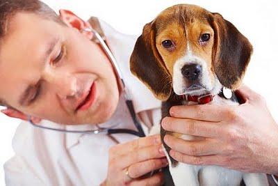 Vétérinaire ou médecin  : A vous de choisir ?