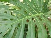 Philodendron, très vieille plante d'appartement