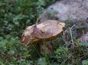 champignons poussent quantité