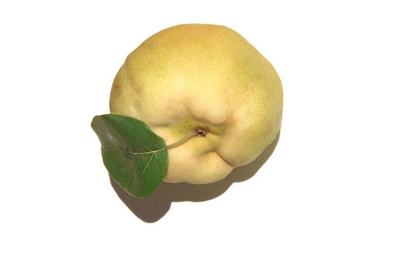 Quince coing سفرجل