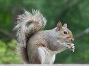 Good as... Ecureuil fait planking aussi
